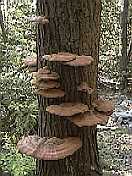 Our half way marker - The Mushroom Tree